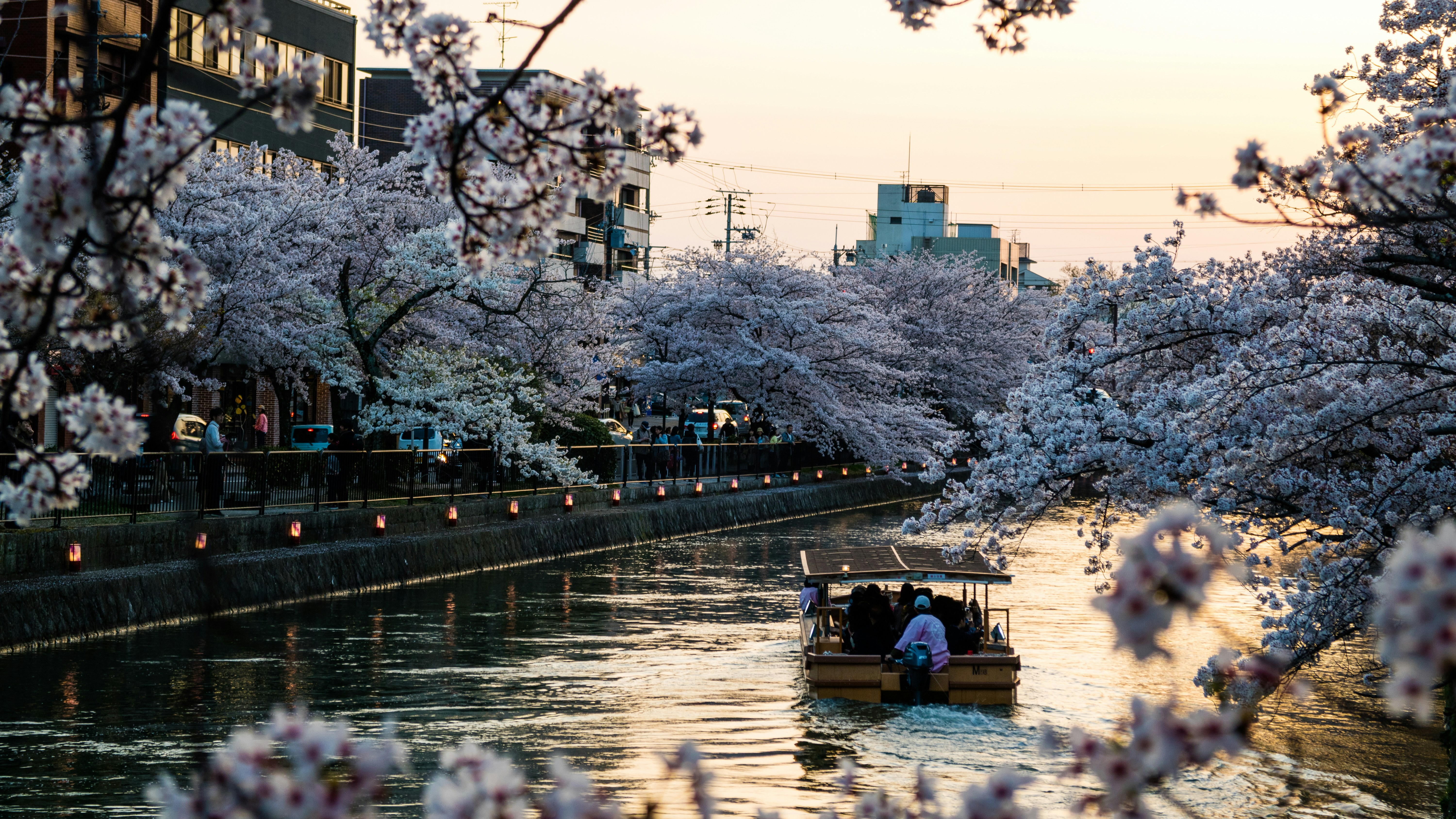 A serene temple pagoda in Kyoto with cherry blossoms