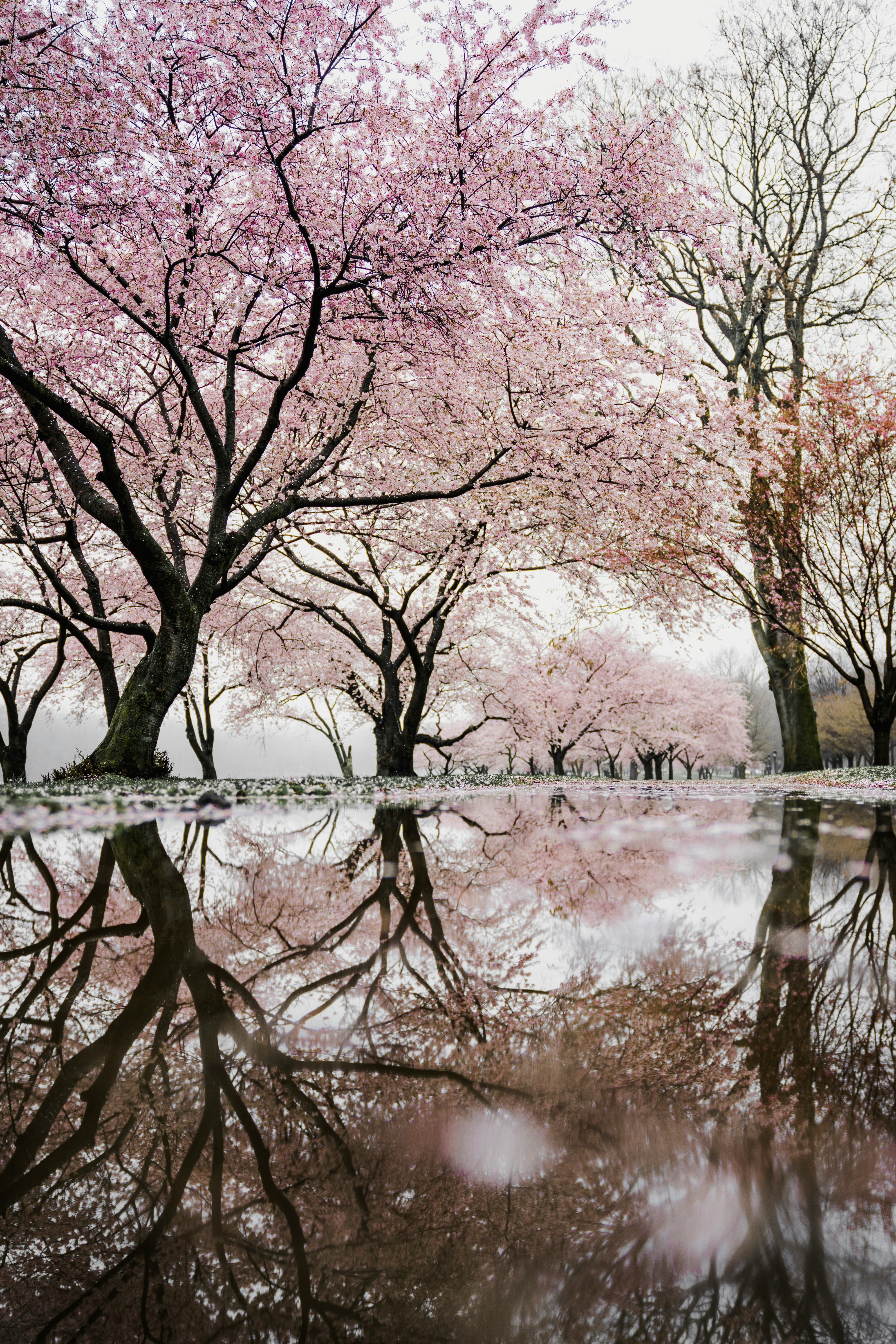 Cherry blossoms blooming in Kyoto during spring