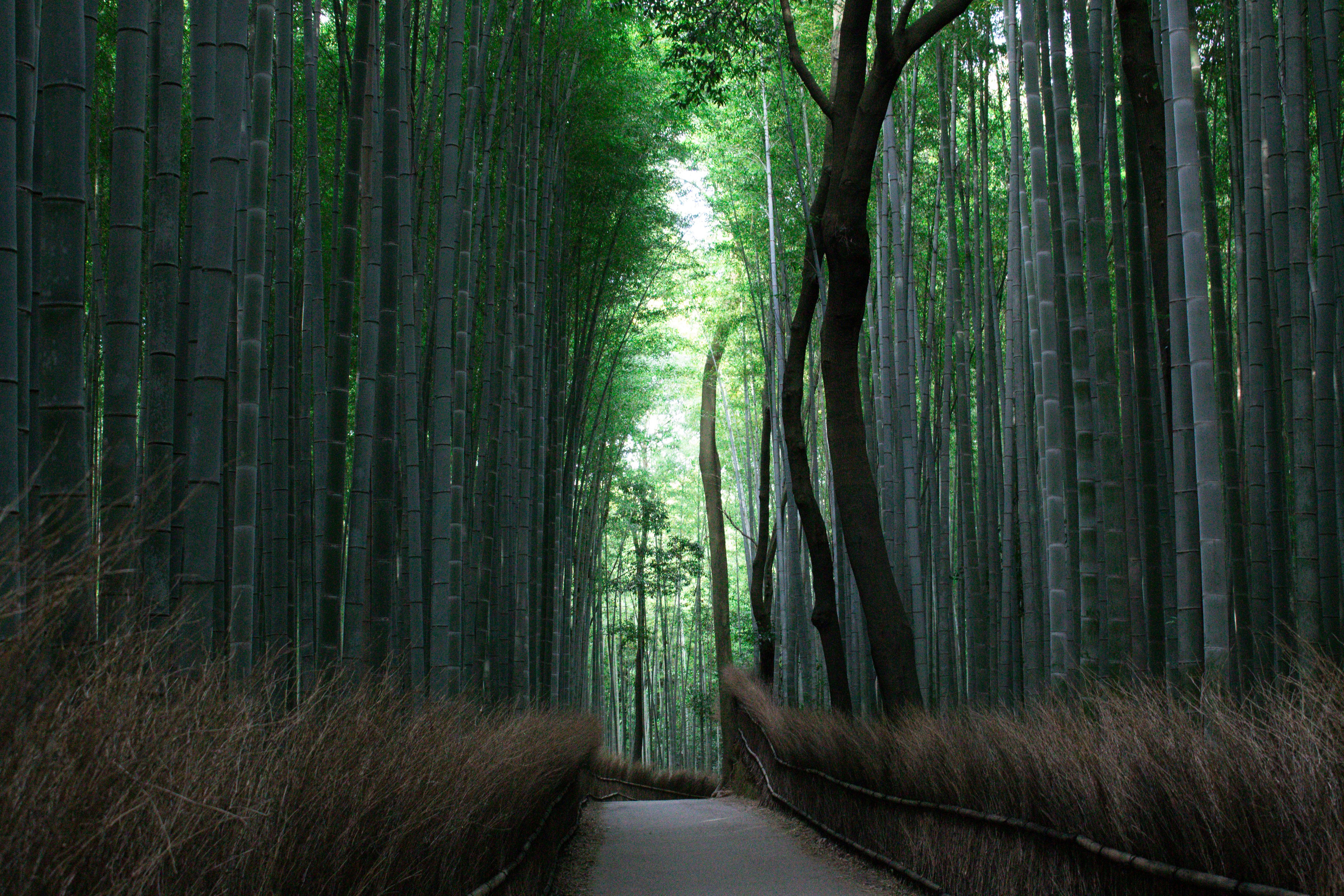 Tall bamboo stalks in the Arashiyama Bamboo Grove